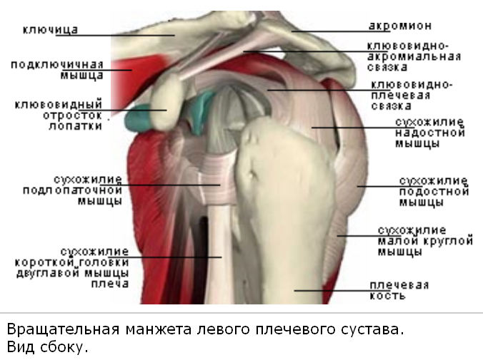 периартроз плечелопаточный